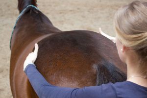 Stellungspalpation des Beckens Pferdeosteopathie Becken