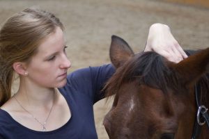 Befundung des 1. Halswirbels Pferdeosteopathie 1. Halswirbel