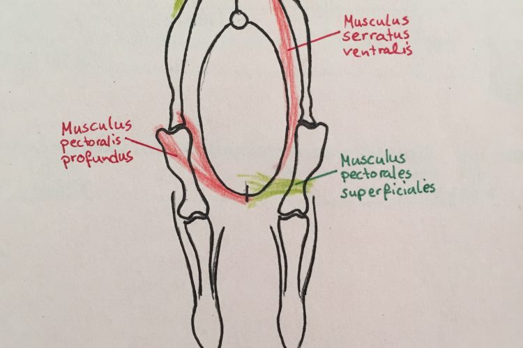 Selbsthaltung des Pferde